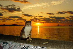 Seawall kitty loves Awase Bay in Okinawa, Japan by Troy Williams 